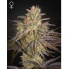 CLOUD WALKER · Green House Seeds · semillas de marihuana · Fem