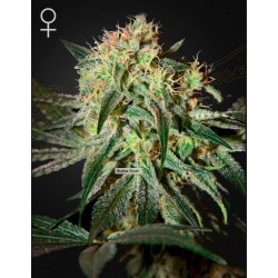 DAMN SOUR · Green House Seeds · semillas de marihuana · Fem