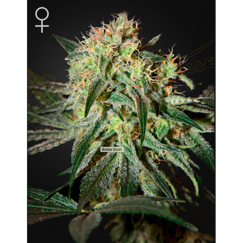 DAMN SOUR · Green House Seeds · semi di canapa · Fem