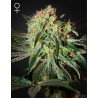 DAMN SOUR · Green House Seeds · semillas de marihuana · Fem