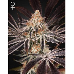 DARK PHOENIX · Green House Seeds · semi di canapa · Fem