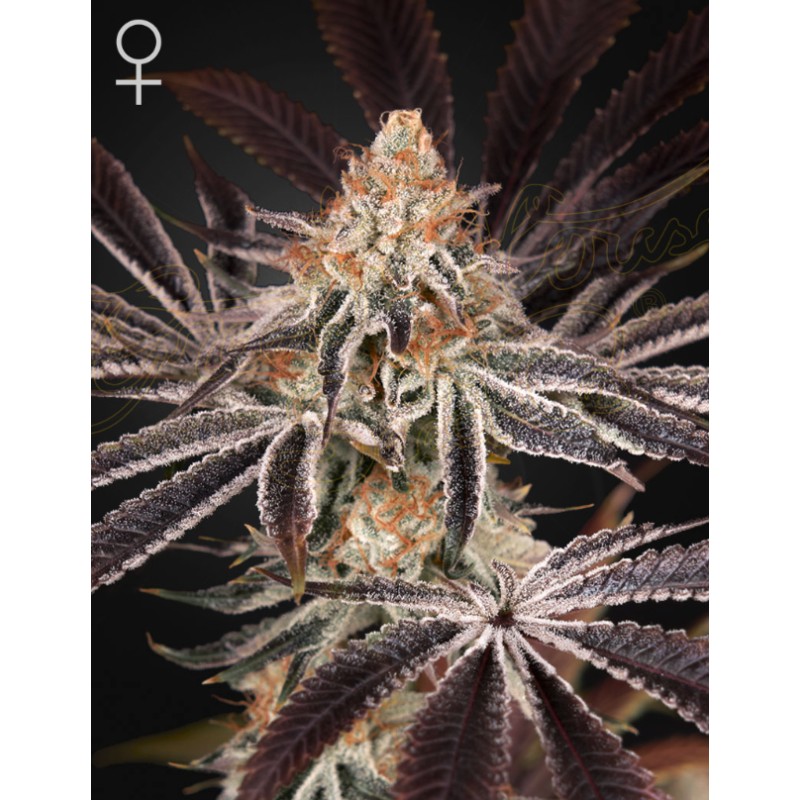 DARK PHOENIX · Green House Seeds · semi di canapa · Fem