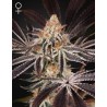 DARK PHOENIX · Green House Seeds · semillas de marihuana · Fem