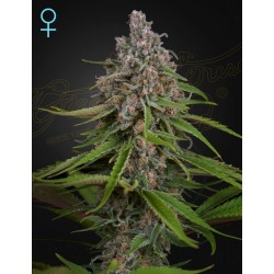 DEEP CANDY · Green House Seeds · semillas de marihuana · Fem