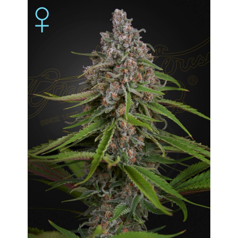 DEEP CANDY · Green House Seeds · semillas de marihuana · Fem