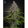 DEEP CANDY · Green House Seeds · semillas de marihuana · Fem