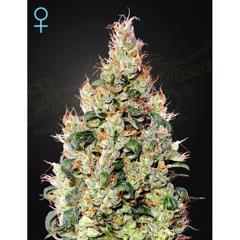 EXODUS CHEESE AUTO CBD · Green House Seeds · semillas de marihuana · Auto Fem