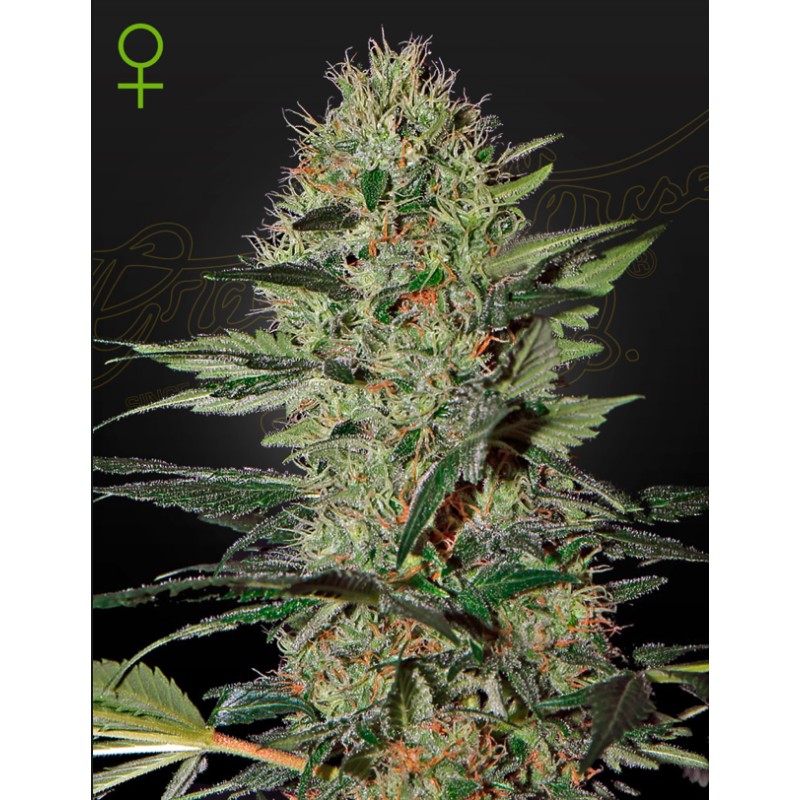 EXODUS CHEESE AUTO · Green House Seeds · semi di canapa · Auto Fem