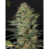 EXODUS CHEESE AUTO · Green House Seeds · semillas de marihuana · Auto Fem