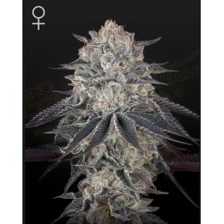 FULLGAS · Green House Seeds · semi di canapa · Fem