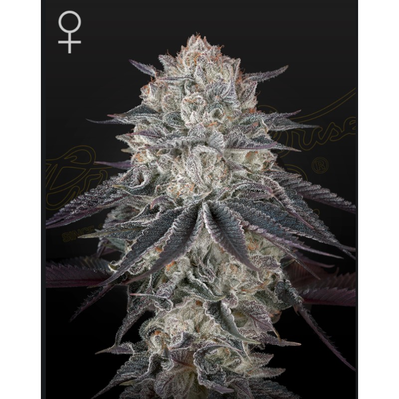 FULLGAS · Green House Seeds · semi di canapa · Fem