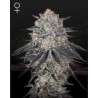 FULLGAS · Green House Seeds · semillas de marihuana · Fem