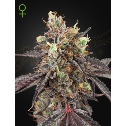GELATO 41 X GELATO 41 AUTO · Green House Seeds · semillas de marihuana · Auto Fem