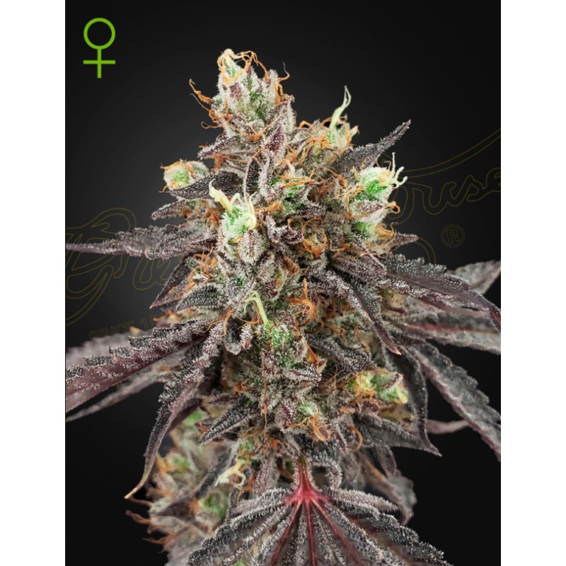 GELATO 41 X GELATO 41 AUTO · Green House Seeds · semi di canapa · Auto Fem