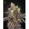 GELATO 41 X GELATO 41 AUTO · Green House Seeds · semillas de marihuana · Auto Fem