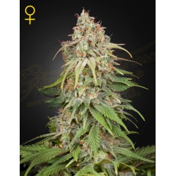 GH AMNESIA · Green House Seeds · semillas de marihuana · Fem