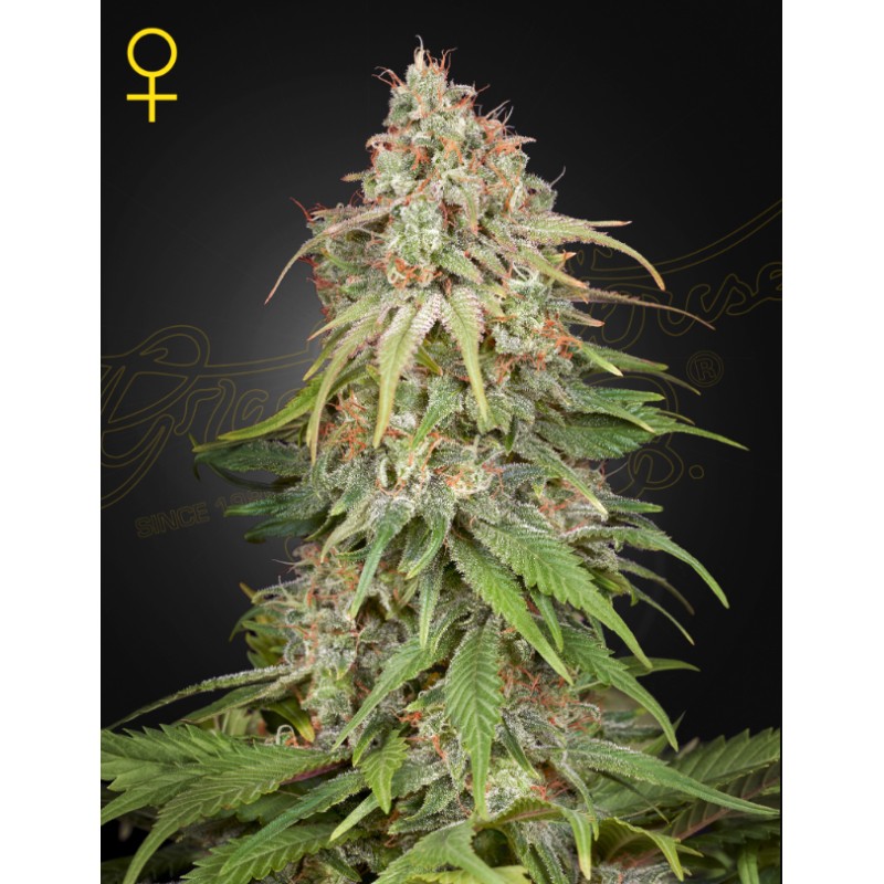 GH AMNESIA · Green House Seeds · semillas de marihuana · Fem