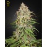 GH AMNESIA · Green House Seeds · cannabis seeds · Fem