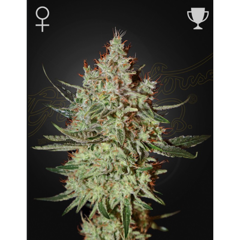 GH CHEESE · Green House Seeds · semi di canapa · Fem