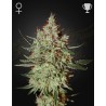 GH CHEESE · Green House Seeds · semillas de marihuana · Fem