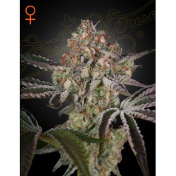GREAT WHITE SHARK · Green House Seeds · semillas de marihuana · Fem