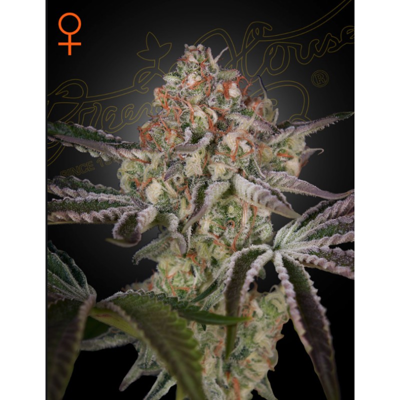 GREAT WHITE SHARK · Green House Seeds · semillas de marihuana · Fem