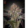 GREAT WHITE SHARK · Green House Seeds · Green House Seeds · semi di canapa · Fem