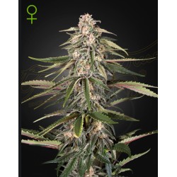 GREEN-O-MATIC · Green House Seeds · semillas de marihuana · Auto Fem