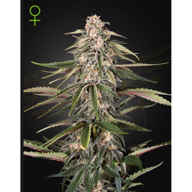 GREEN-O-MATIC · Green House Seeds · semi di canapa · Auto Fem