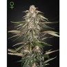 GREEN-O-MATIC · Green House Seeds · semillas de marihuana · Auto Fem