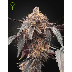 GUAVA X GELATO 41 AUTO · Green House Seeds · semi di canapa · Auto Fem