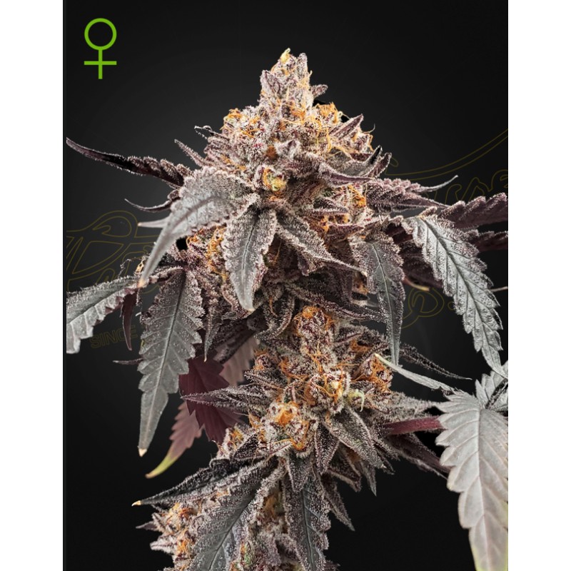 GUAVA X GELATO 41 AUTO · Green House Seeds · semi di canapa · Auto Fem