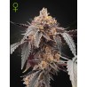 GUAVA X GELATO 41 AUTO · Green House Seeds · semi di canapa · Auto Fem