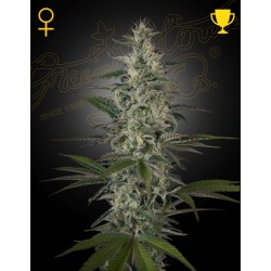 HAWAIIAN SNOW · Green House Seeds · semi di cannapa · Fem