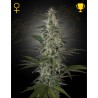 HAWAIIAN SNOW · Green House Seeds · semi di cannapa · Fem