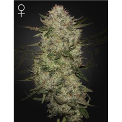 HIGHCLOUDZ AUTO · Green House Seeds · semi di canapa · Auto Fem