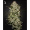 HIGHCLOUDZ AUTO · Green House Seeds · cannabis seeds · Auto Fem