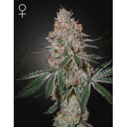 HIGHCLOUDZ · Green House Seeds · cannabis seeds · Fem