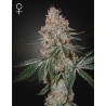 HIGHCLOUDZ · Green House Seeds · semillas de marihuana · Fem