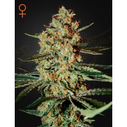 HIMALAYA GOLD · Green House Seeds · semillas de marihuana · Femi