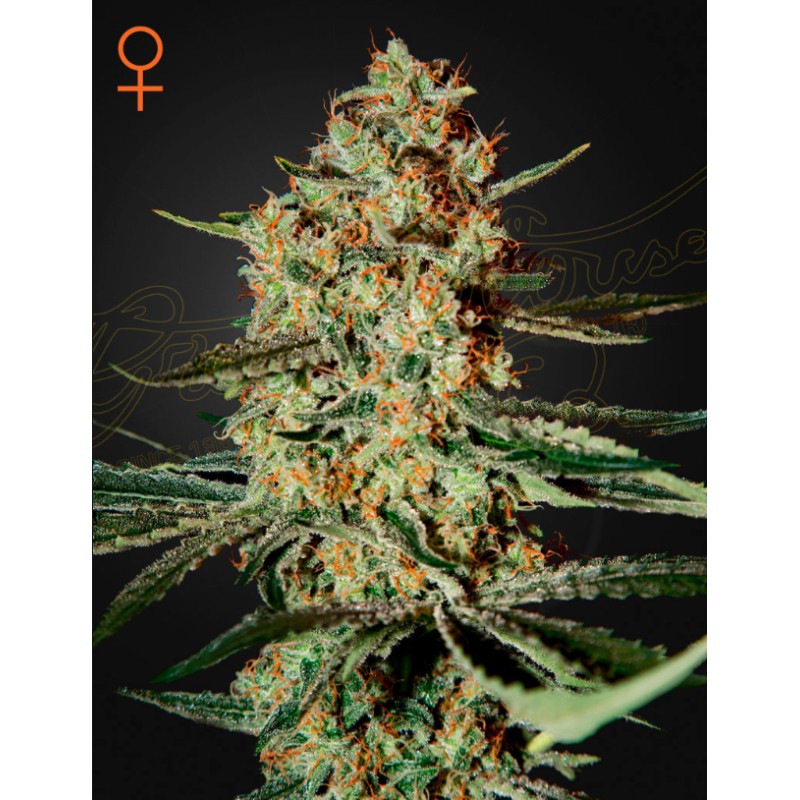 HIMALAYA GOLD · Green House Seeds · semillas de marihuana · Femi
