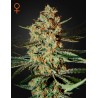HIMALAYA GOLD · Green House Seeds · cannabis seeds · Fem