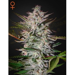 HOLY PUNCH · Green House Seeds · cannabis seeds · Fem