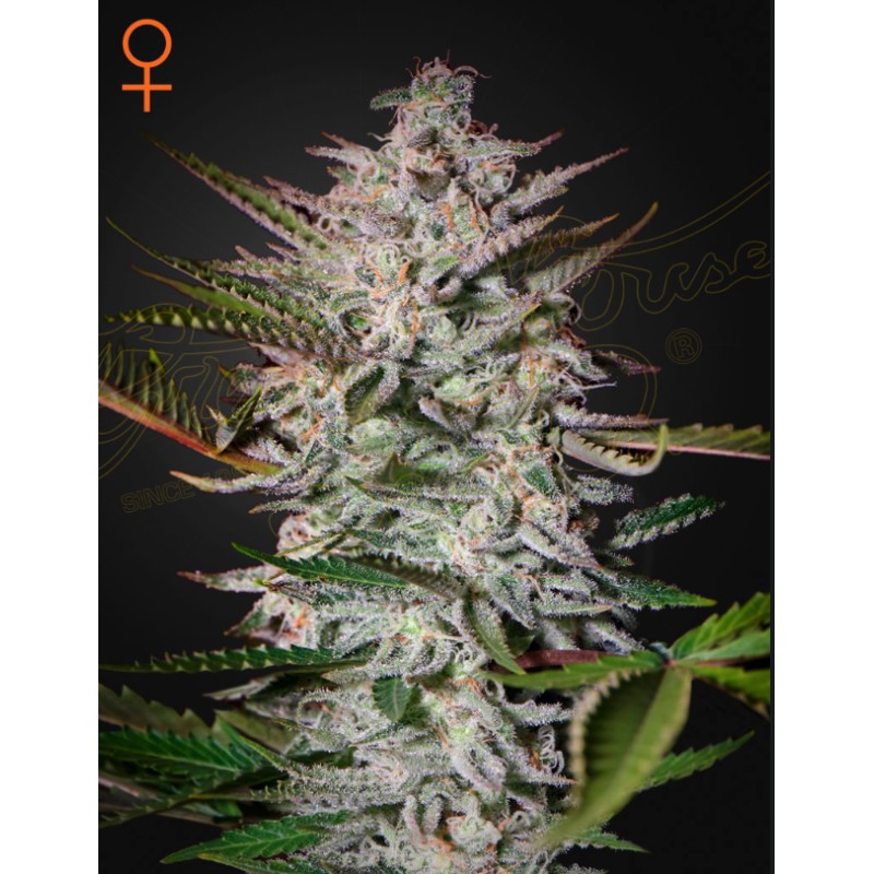 HOLY PUNCH · Green House Seeds · semillas de marihuana · Fem