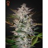 HOLY PUNCH · Green House Seeds · cannabis seeds · Fem