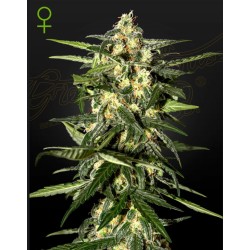 Jack Herer: La Leggenda Sativa in Automatico | Greenhouse Seeds