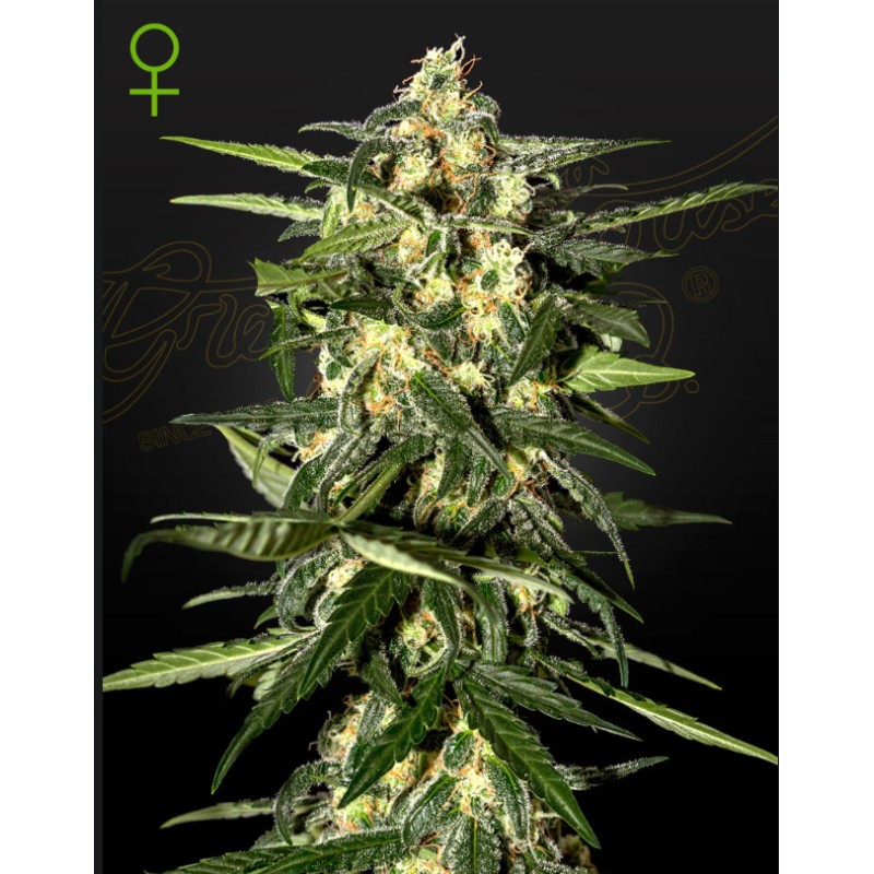 JACK HERER AUTO · Green House Seeds · semillas de marihuana · Auto Fem