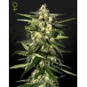 Jack Herer: La Leggenda Sativa in Automatico | Greenhouse Seeds