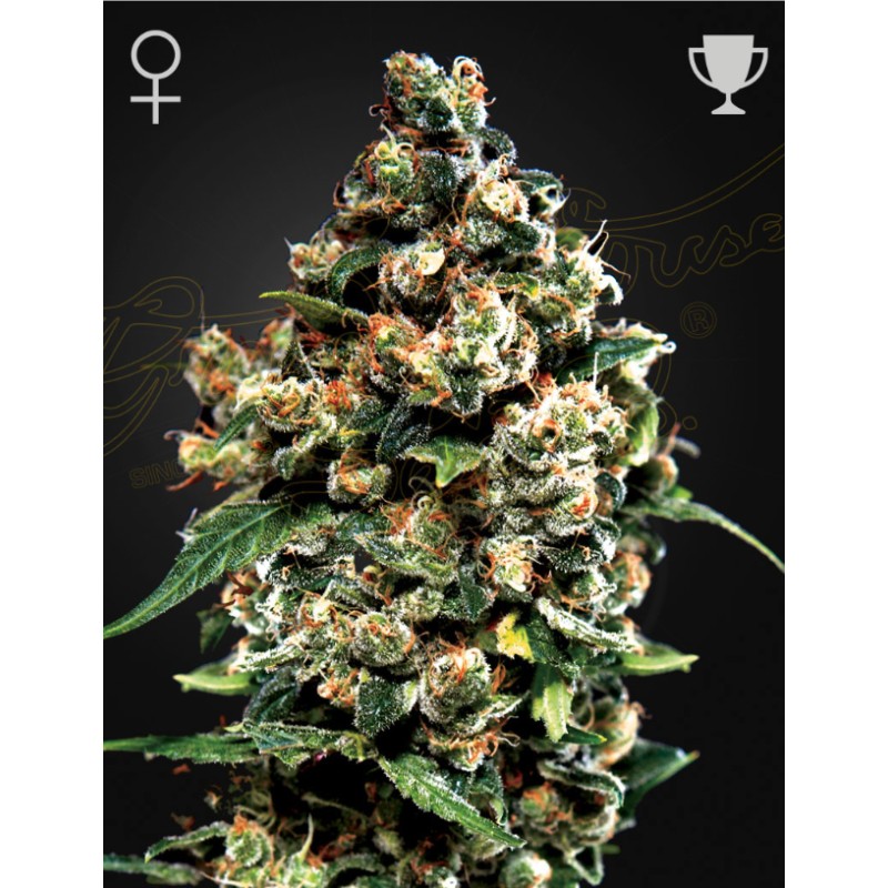 JACK HERER · Green House Seeds · semillas de marihuana · Fem