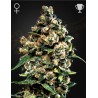 JACK HERER · Green House Seeds · semillas de marihuana · Fem